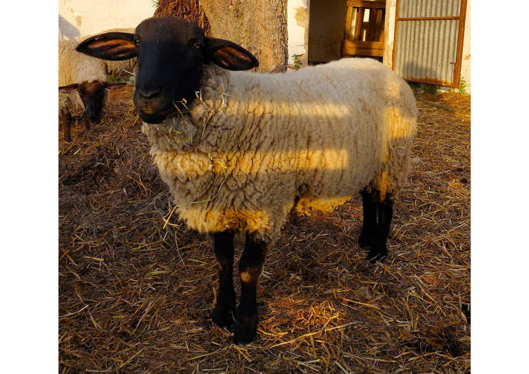 Macho Suffolk